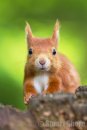 'Whiskers' Red Squirrel