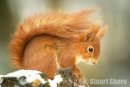 The Winter Red Squirrel