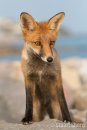 Young Red Fox