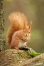 'All fluffed up' Red Squirrel