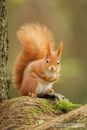 'All fluffed up' Red Squirrel