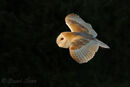 'Out of Darkness' Barn Owl in Flight