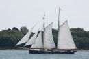 Wylde Swan