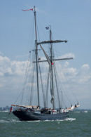 Wylde Swan
