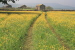 Wildflower meadow and drystone barn on Shaws Lane, Burtersett, Wensleydale