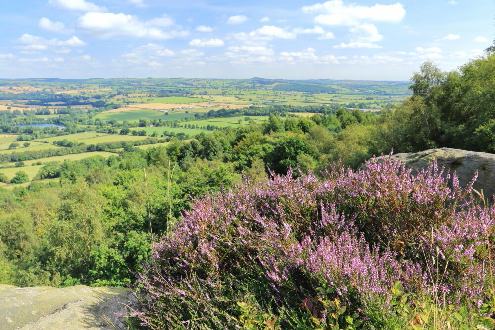 Heather on Otley Chevin overlooking Lower Wharfedale