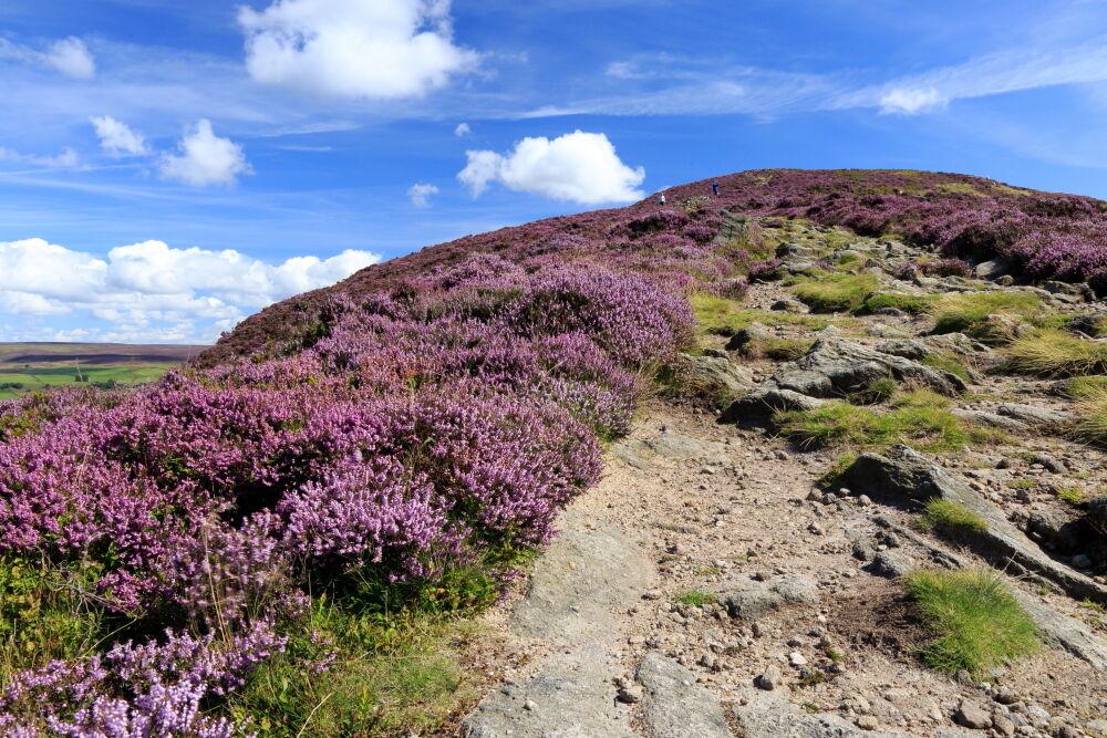 Heather on Beamsley Beacon