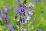 Bluebell