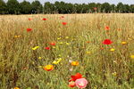 Poppies in cornfield Poppies and wild flowers in corn meadow at Breezy Knees Gardens near York