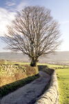 Bare tree at Clifton, Otley