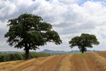 Early August Straw from harvested crop on Thornberry hill, Farnley, with Almscliff Crag