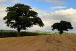 Early September Field of stubble on Thornberry Hill, Farnley with Almscliff Crag in the distance