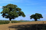 Late September Field on Thornberry Hill, Farnley, harrowed ready for sowing with Almscliff Crag in the distance