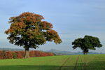 October Newly sown field on Thornberry Hill, Farnley, with Almscliff Crag in the distance