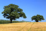 July Ripe crop in field on Thornberry Hill, Farnley, with Almscliff Crag