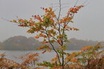 Young beech tree in autumn mist at Fewston Reservoir
