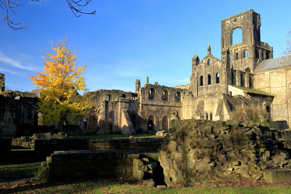 Ginkgo tree at Kirkstall Abbey, Autumn