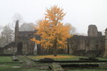 Ginkgo tree in mist at Kirkstall Abbey autumn