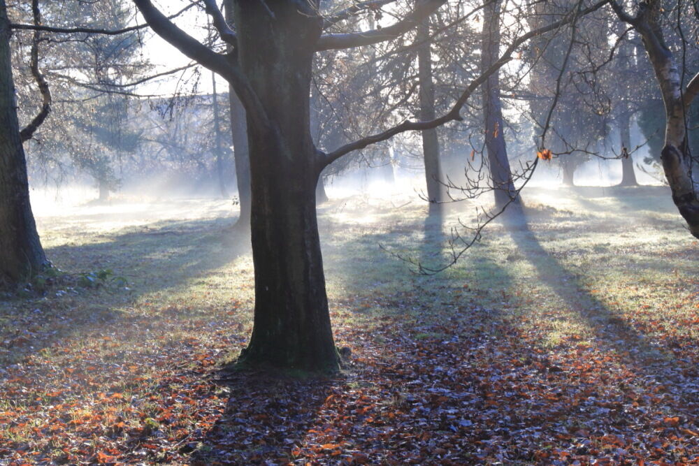 Misty trees at Golden Acre Park, Leeds