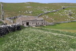 Field barn at Height Laithe, Malham Moor, with drystone walls and boulders