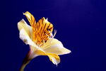 Inca lily