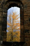 Ginkgo tree through window, Kirkstall Abbey, autumn