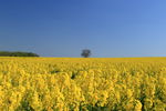 Oilseed rape, Towton Field of oilseed rape near Towton