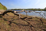 Fewston Reservoir Dead tree at low water at Fewston Reservoir