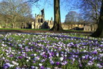 Kirkstall Abbey crocuses Crocuses at Kirkstall Abbey