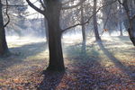 Golden Acre mist Mist in trees at Golden Acre, Leeds