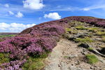 Beamsley Beacon Heather on Beamsley Beacon