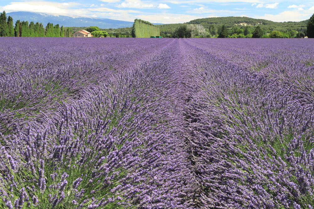 Lavender field, Velleron