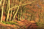 Autumn colours in Lindley Wood