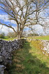 Lower Winskill Drystone walls in old lane at Lower Winskill