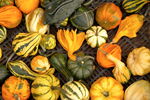 Lyon, Festival des courges