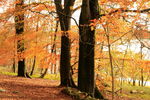 Autumn colours in woods at Malham Tarn