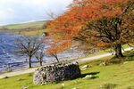 Malham Tarn Tree in autumn colours at Malham Tarn