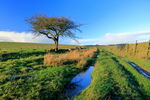 Hawthorn tree in winter on Napes Hill, Stainburn Common