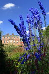 Delphinium at Newby Hall