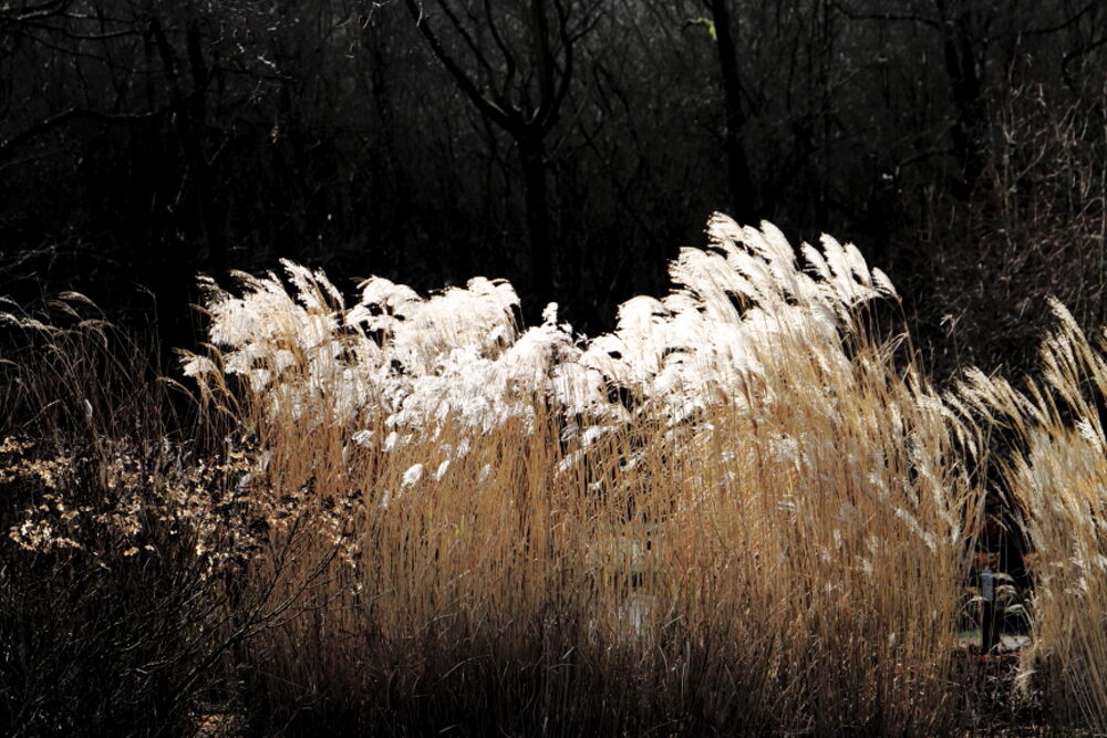 Miscanthus sacchariflorus, Golden Acre Park