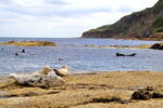 Ravenscar Seals on Ravenscar beach