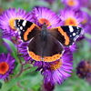 Red Admiral butterfly