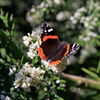 Red Admiral butterfly on Colletia Hystrix