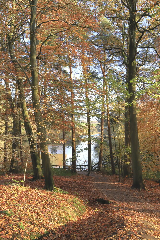 Autumn colours on trees at Swinsty Reservoir