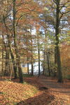 Autumn colours on trees at Swinsty Reservoir