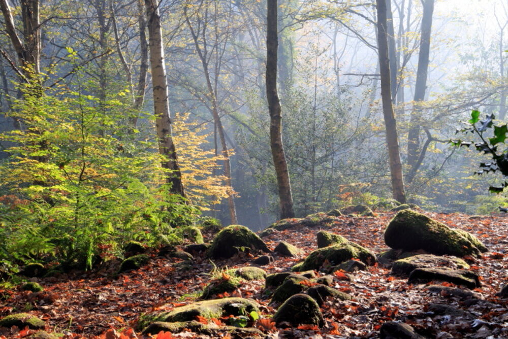 Misty woodland glade in The Hollies, Leeds, autumn