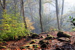 Misty woodland glade in The Hollies, Leeds, autumn