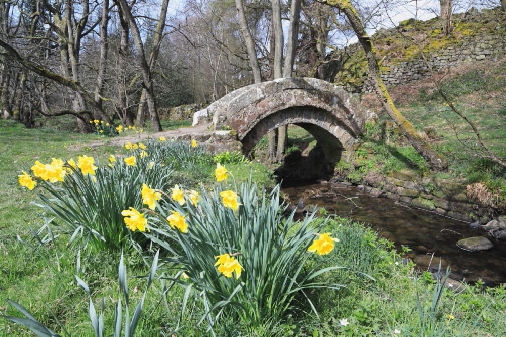 Packhorse and daffodils in Thornthwaite