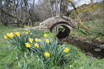 Packhorse and daffodils in Thornthwaite