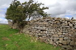 Drystone wall near New Wood, Swinithwaite, Wensleydale